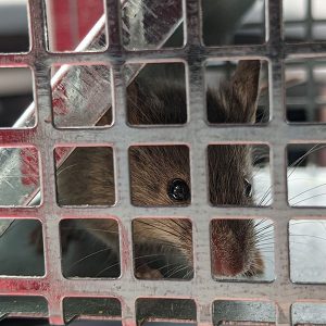 mouse in a mouse trap