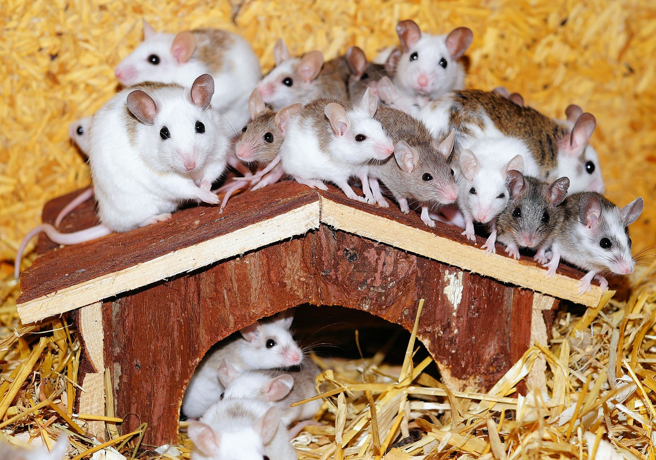 Does One Mouse Always Mean More Of Them Mr Mouse Trapper
